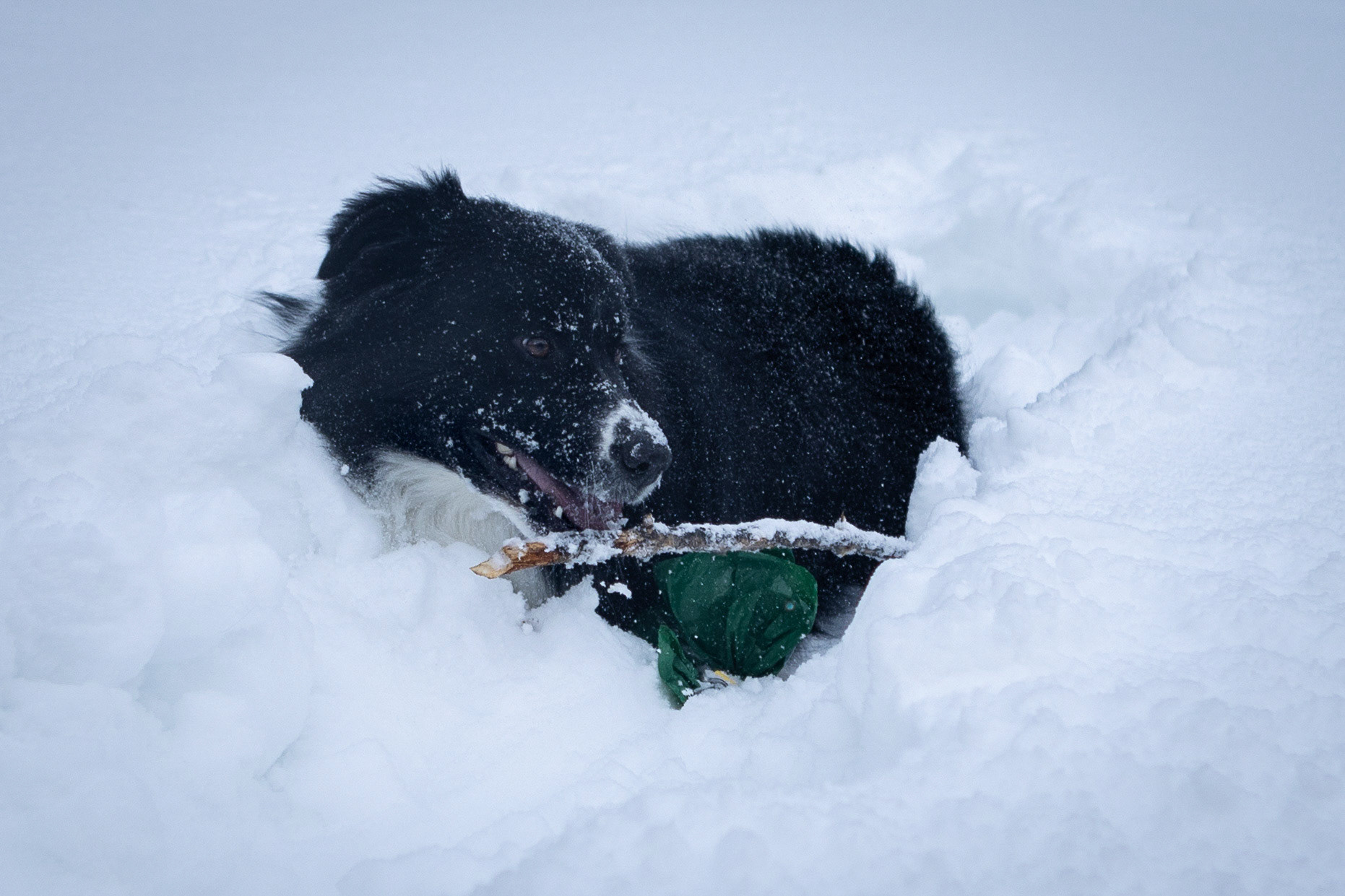 Going all in on a game of fetch