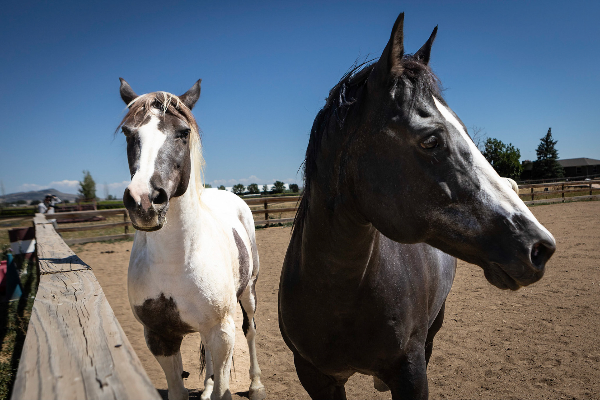 A visit to Colorado Horse Rescue near Longmont