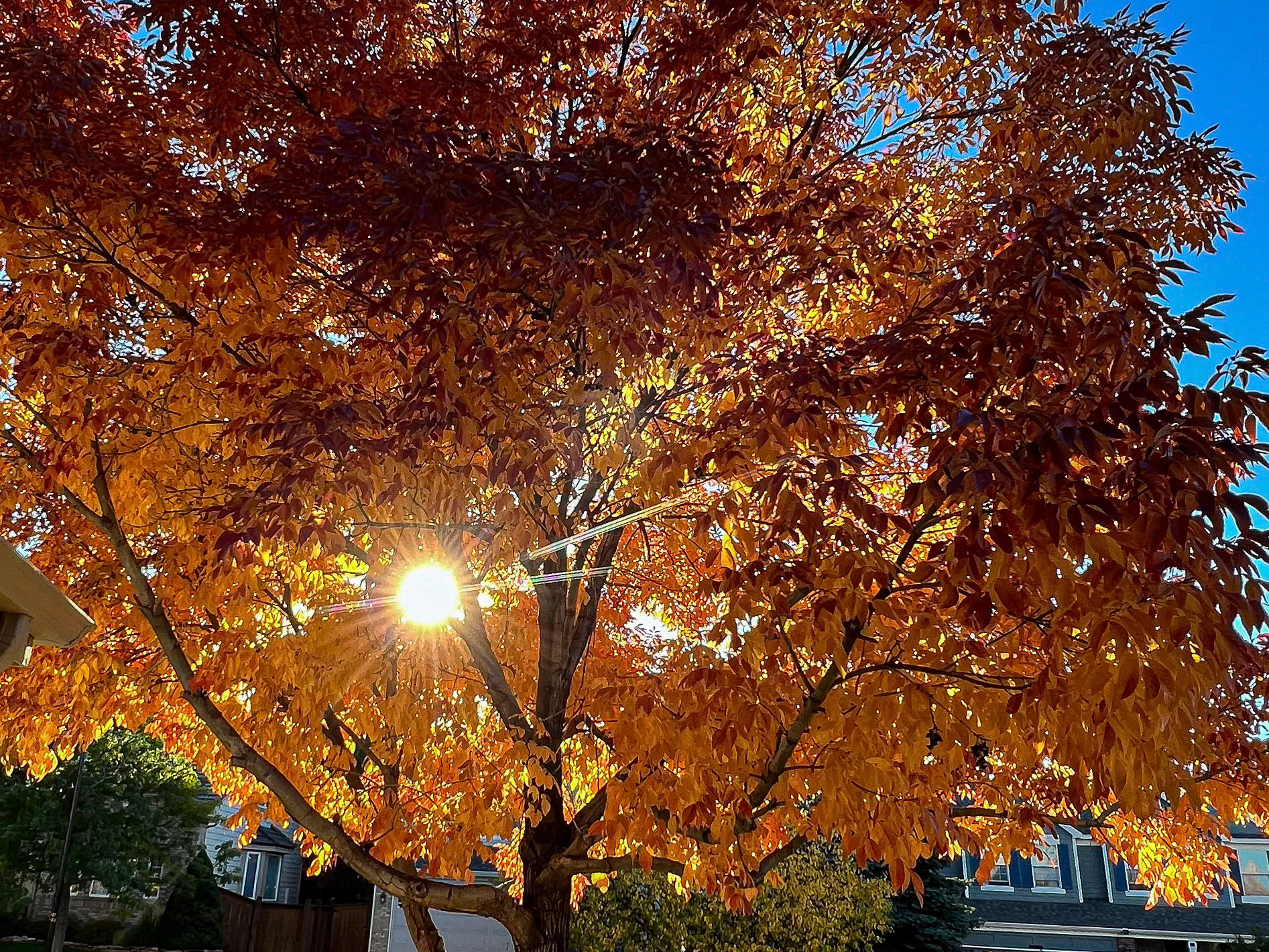 Fall colors at sunset