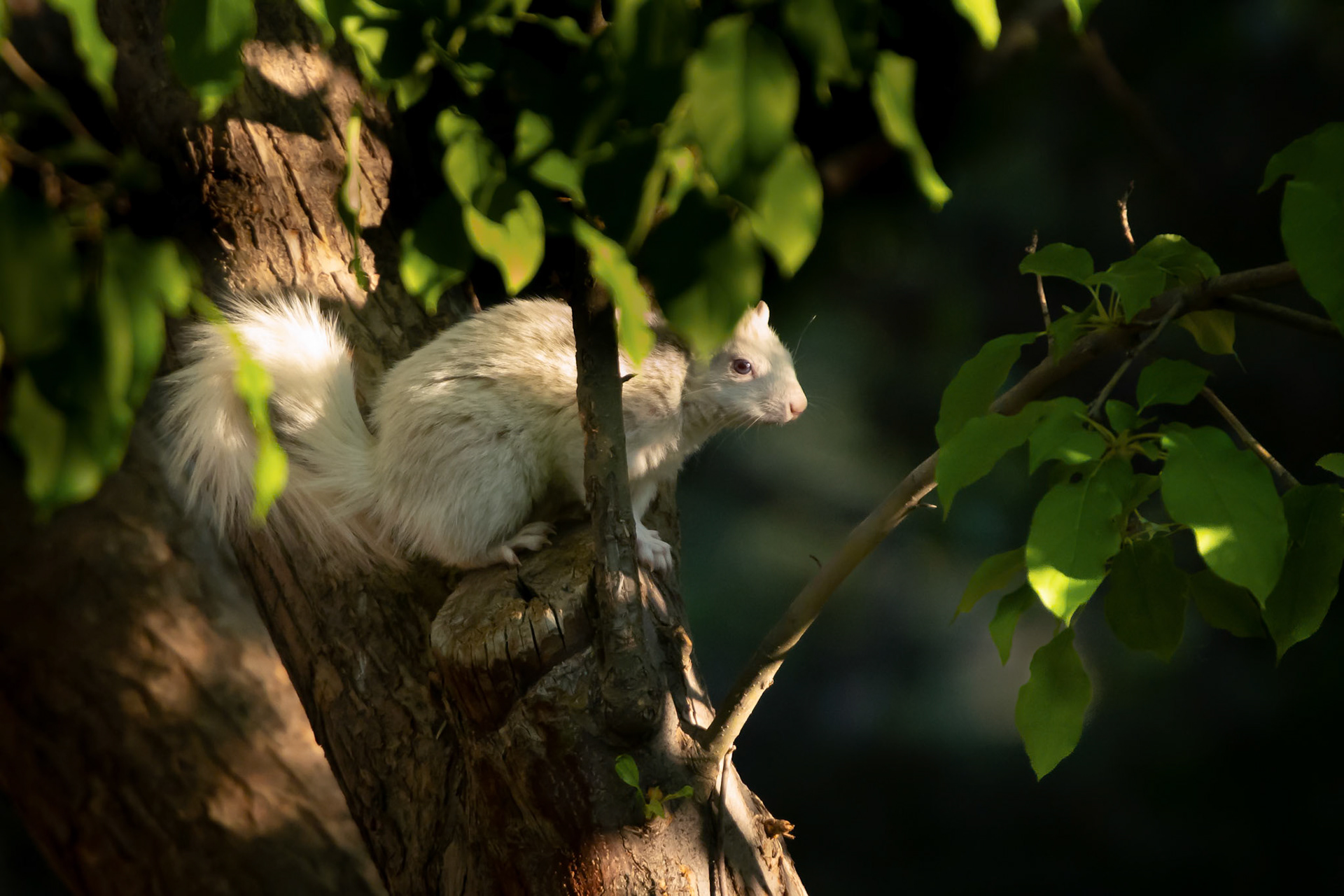 On the hunt for an early morning snack