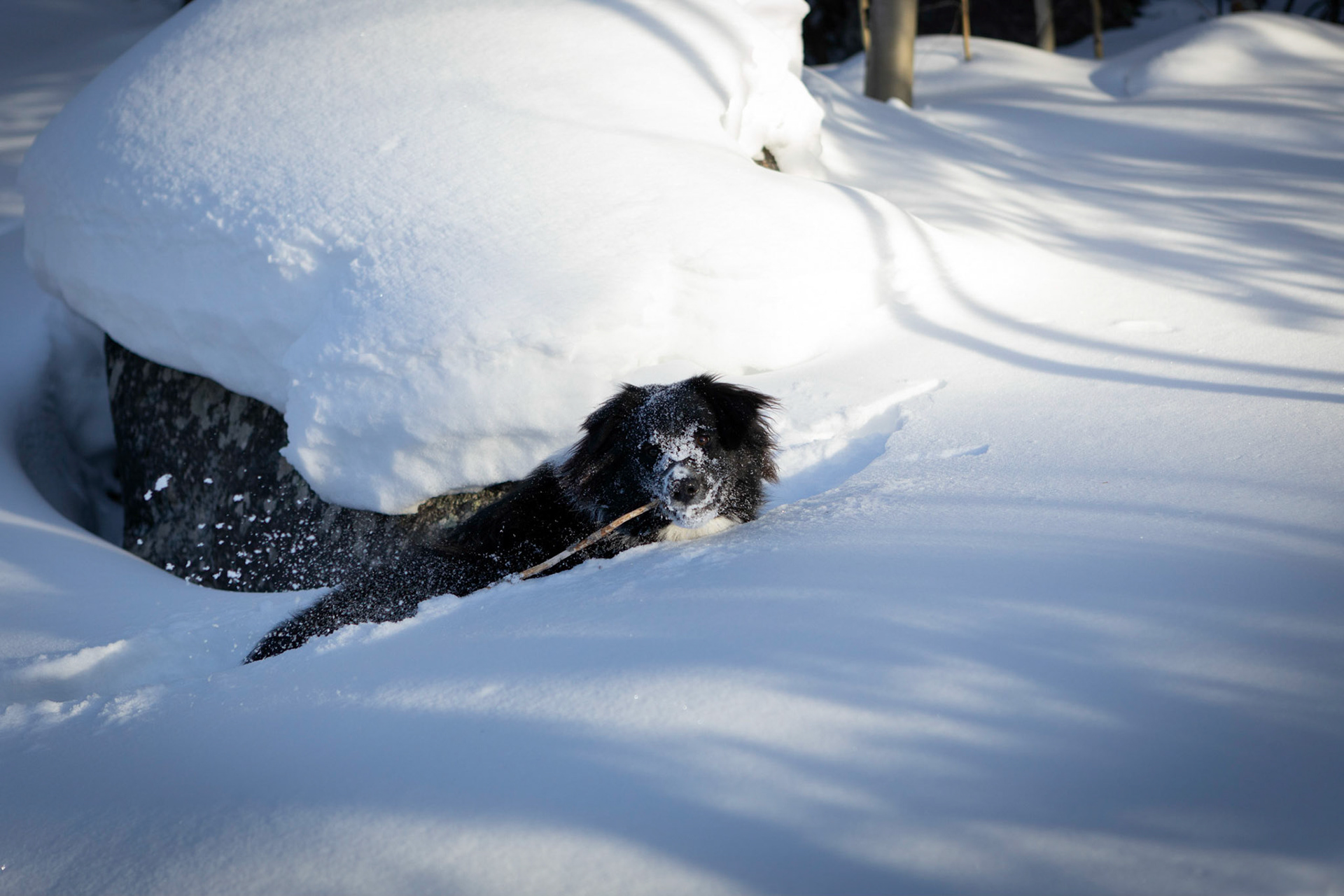 A romp in the mountain snow