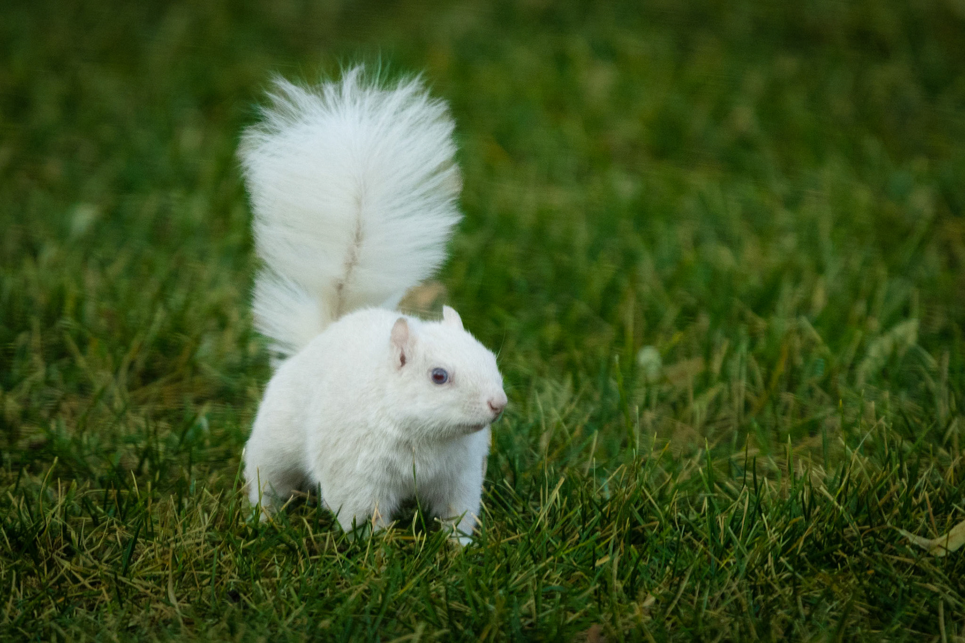 A rare white squirrel, having been given the moniker Steve Martin, scrounges for pumpkin seeds left for him by his new adopted family