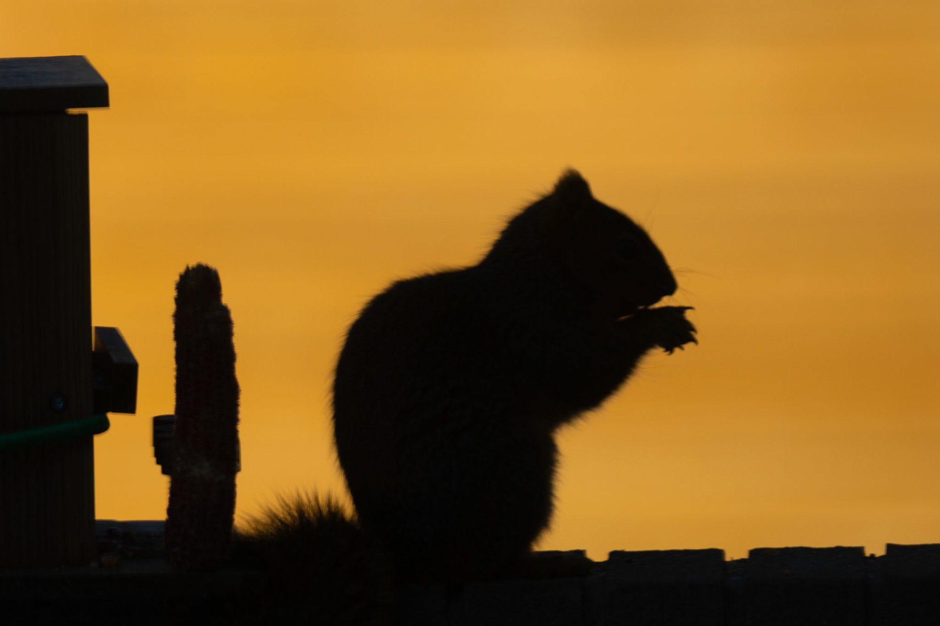 A busy squirrel on a chilly January morning