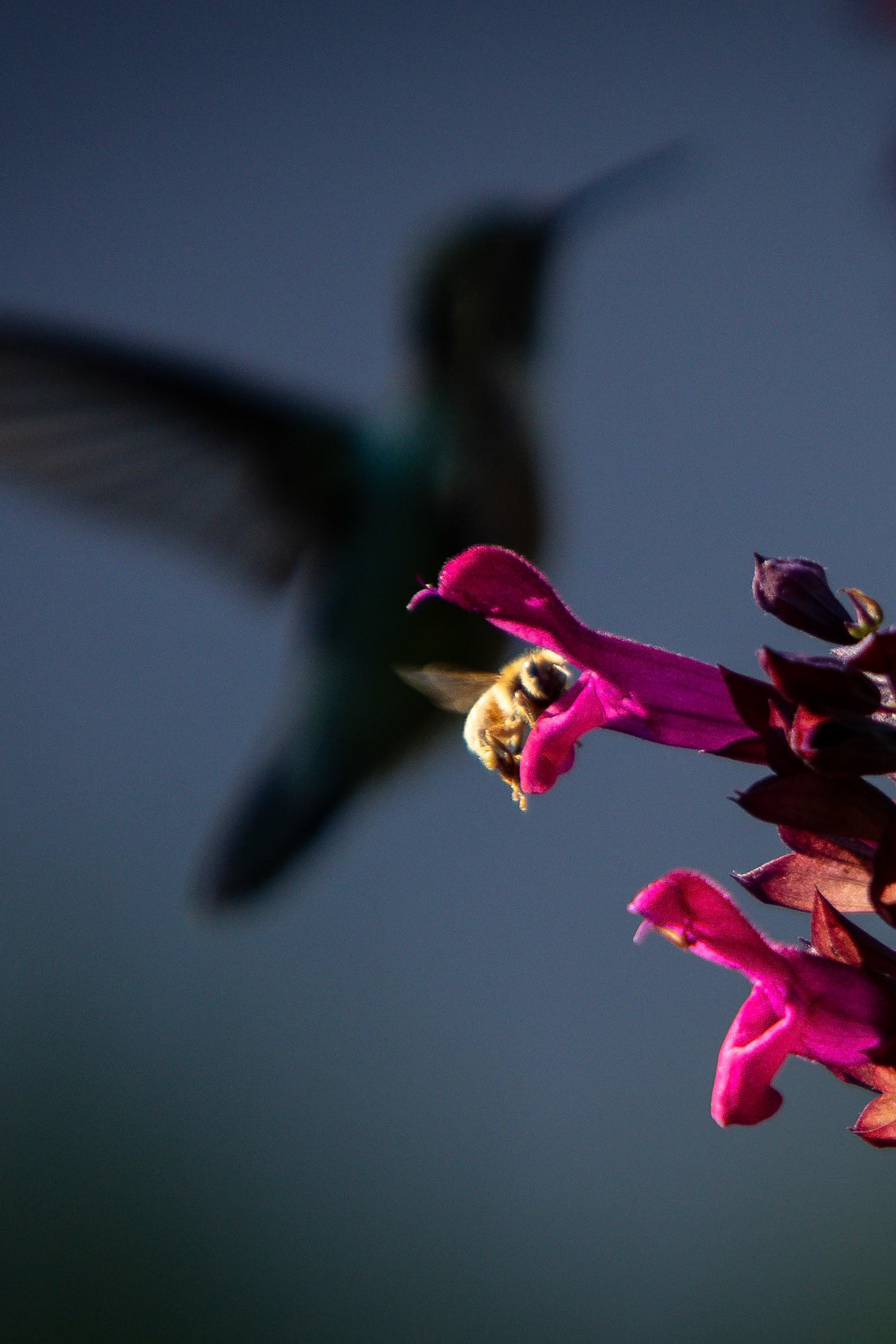 Plenty of nectar to go around in the front-yard flower garden