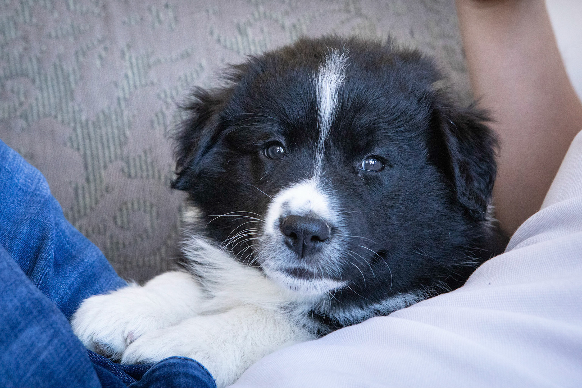 New puppy in the family!