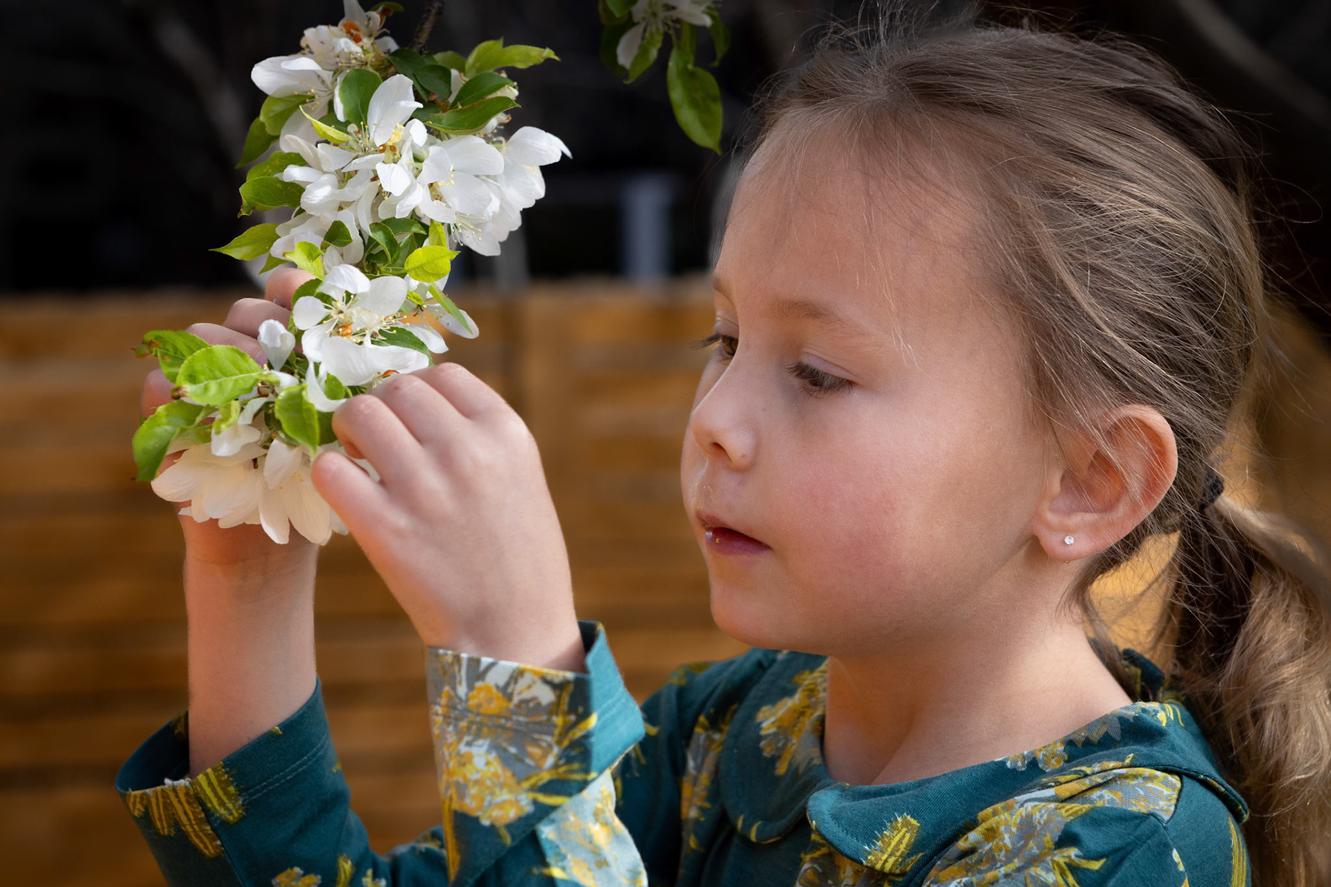 Examining the flowers on a crab apple tree