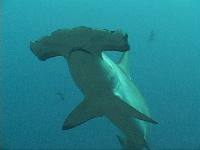 A Scalloped Hammerhead in the waters off of Cocos Island, Costa Rica