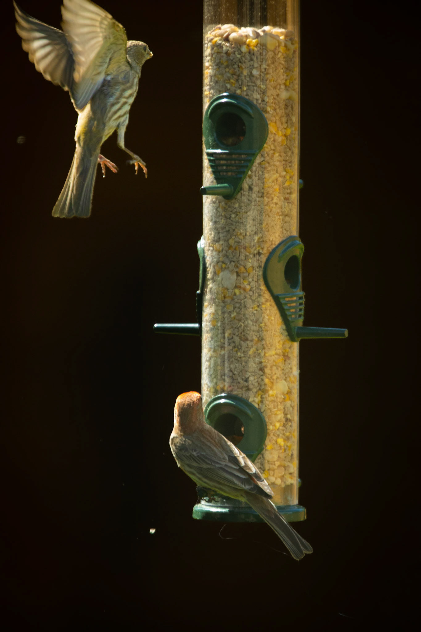 A busy afternoon at the backyard birdfeeder