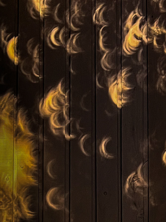 Dappled sunlight projects multiple images of an annular solar eclipse
