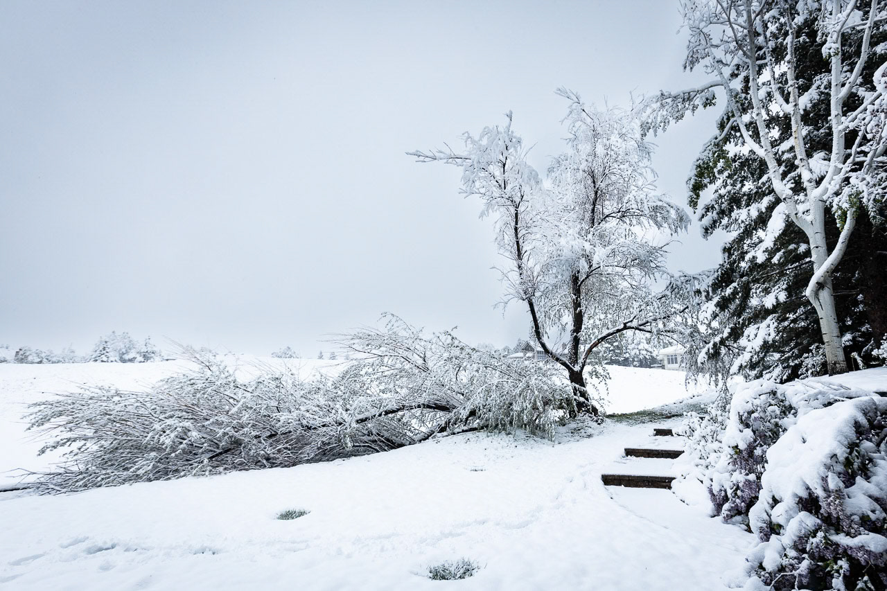A late Spring snowstorm topples aa Russian Olive tree at Glenmoor