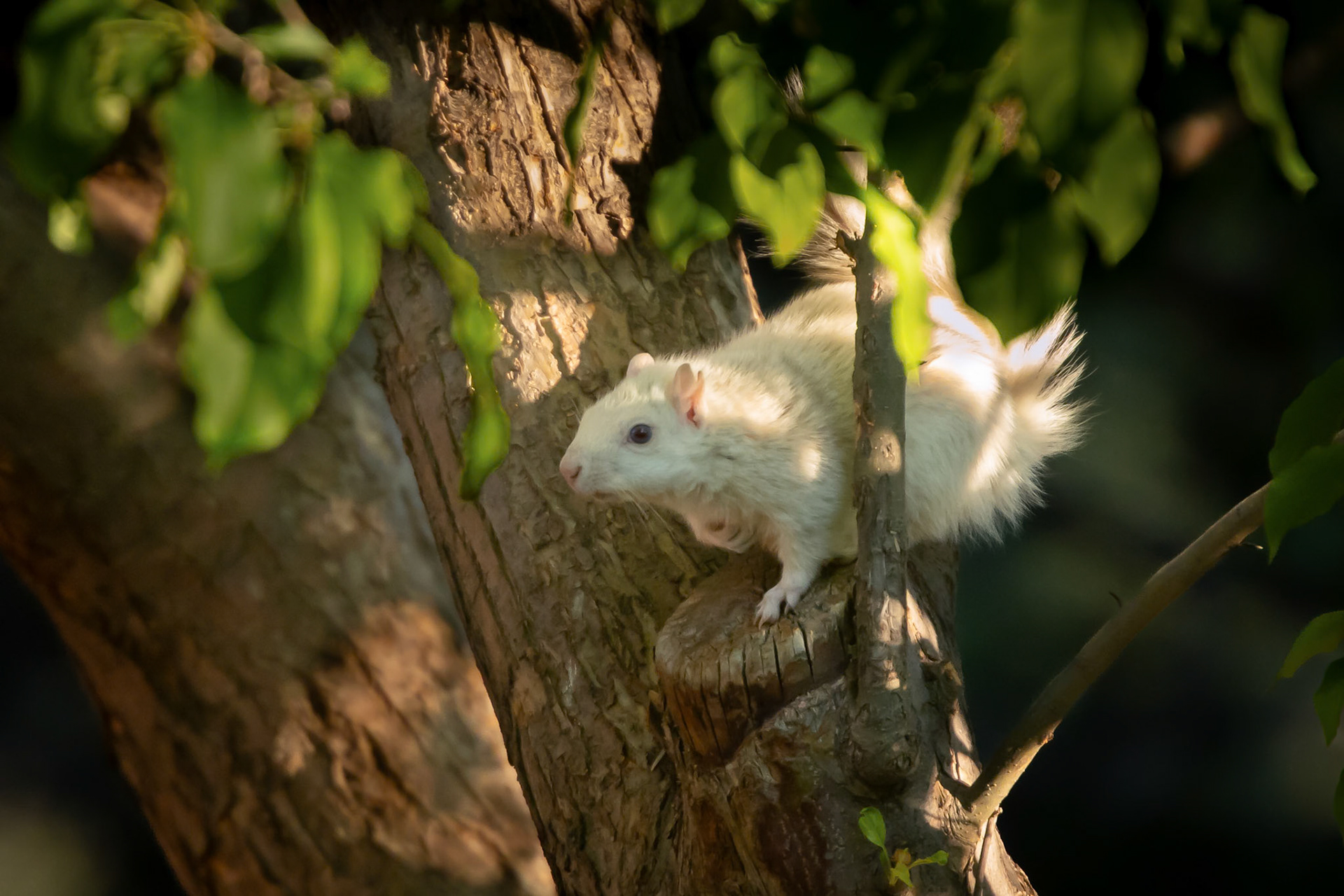 On the hunt for an early morning snack