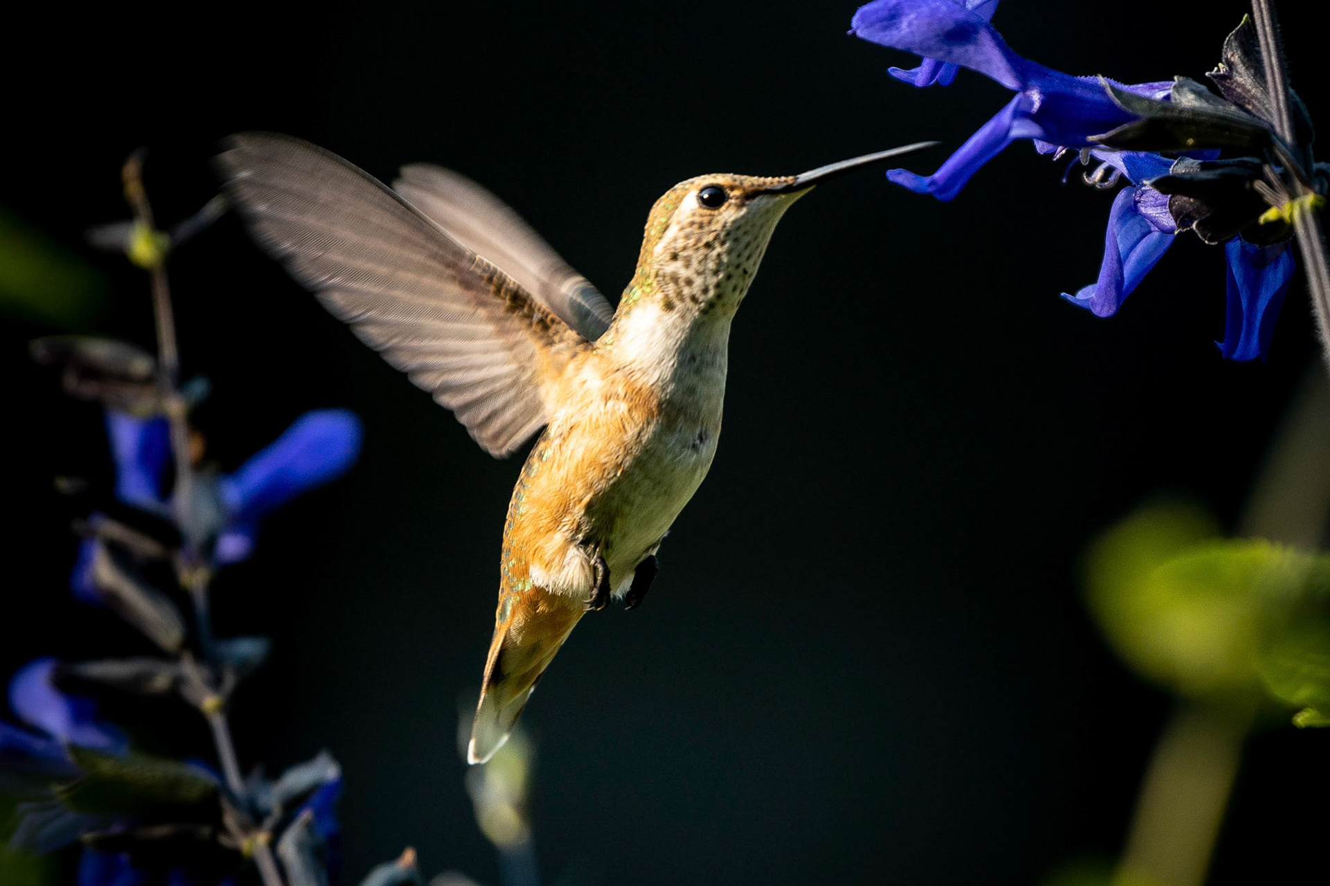 Hummingbird feeding on the front yard planters.