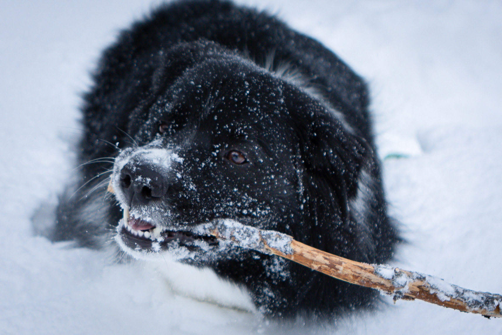 Going all in on a game of fetch