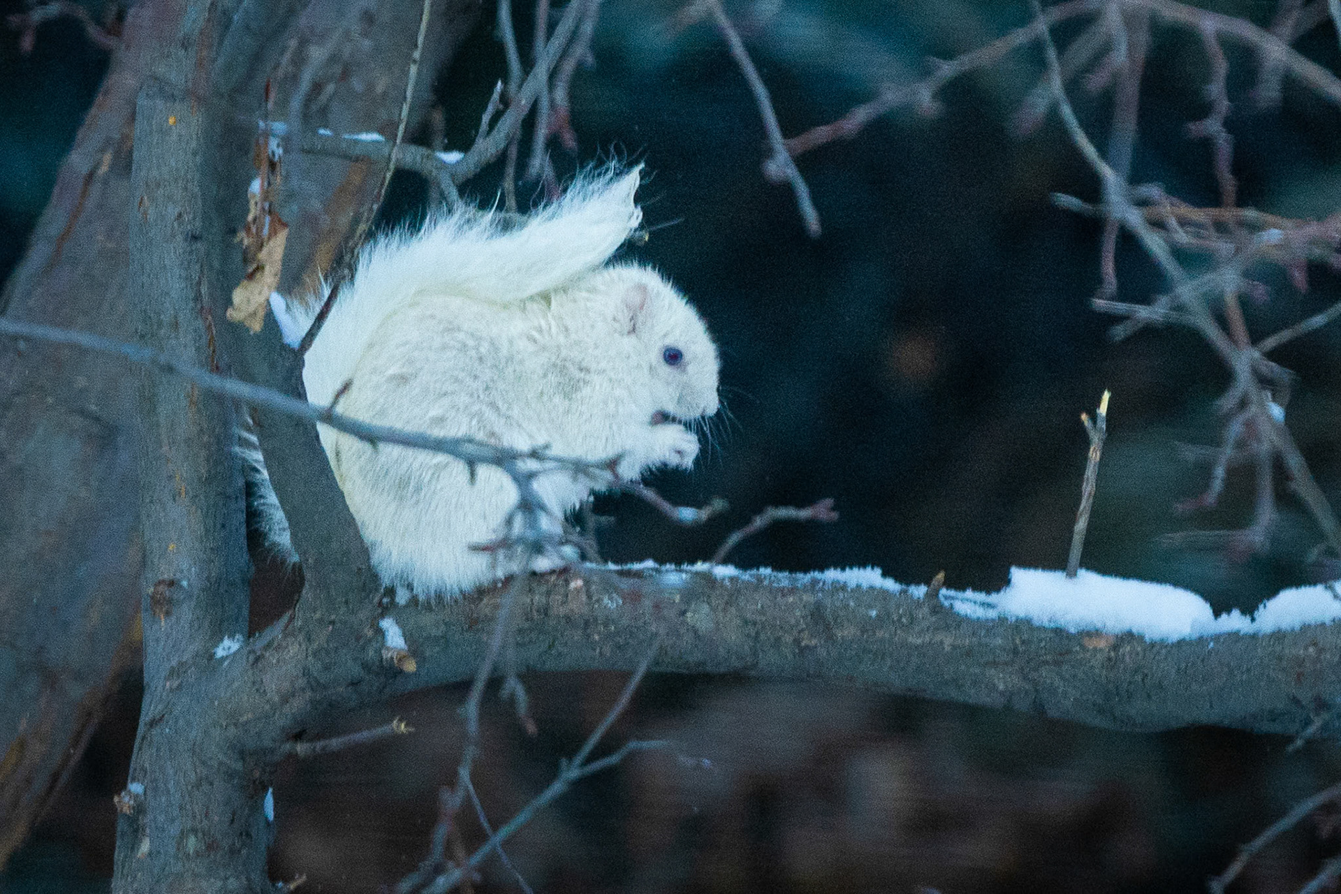 Enjoying an early morning snack after a dusting of snow