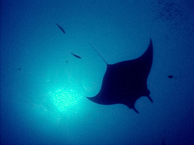 A giant manta patrols the waters of Alcyone at Cocos Island, Costa Rica.