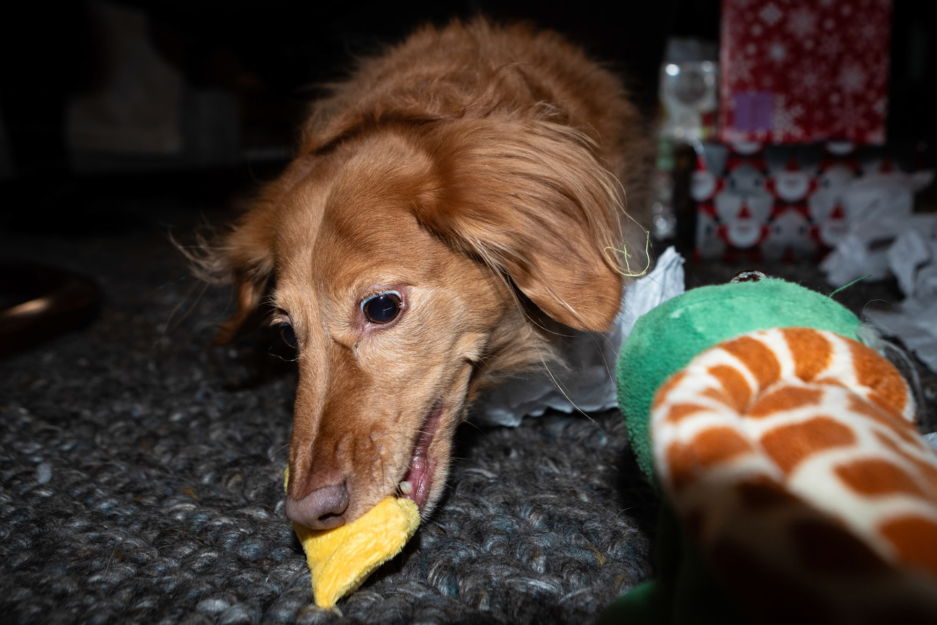 Opening Christmas presents