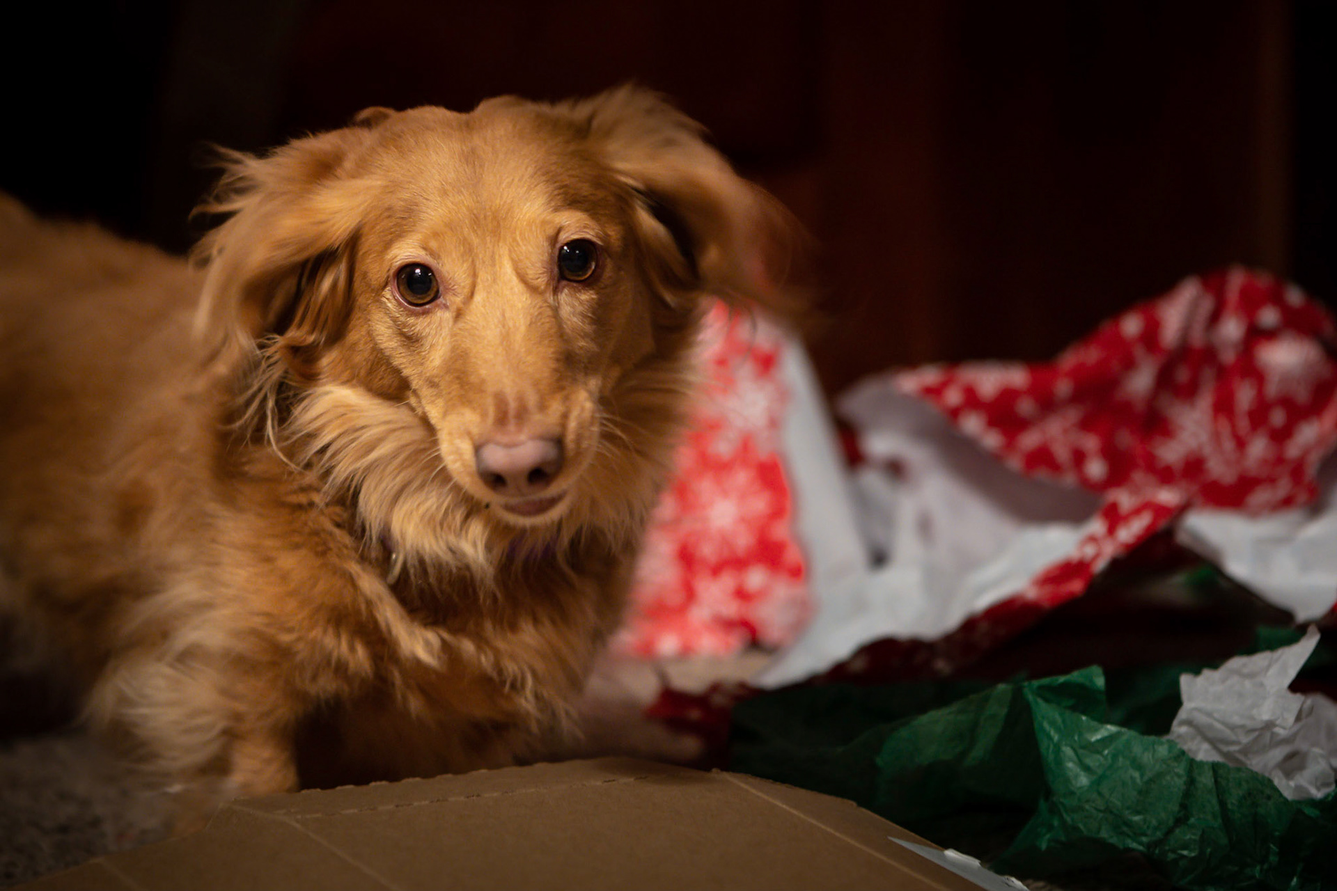 Christmas Eve, Dachshund style