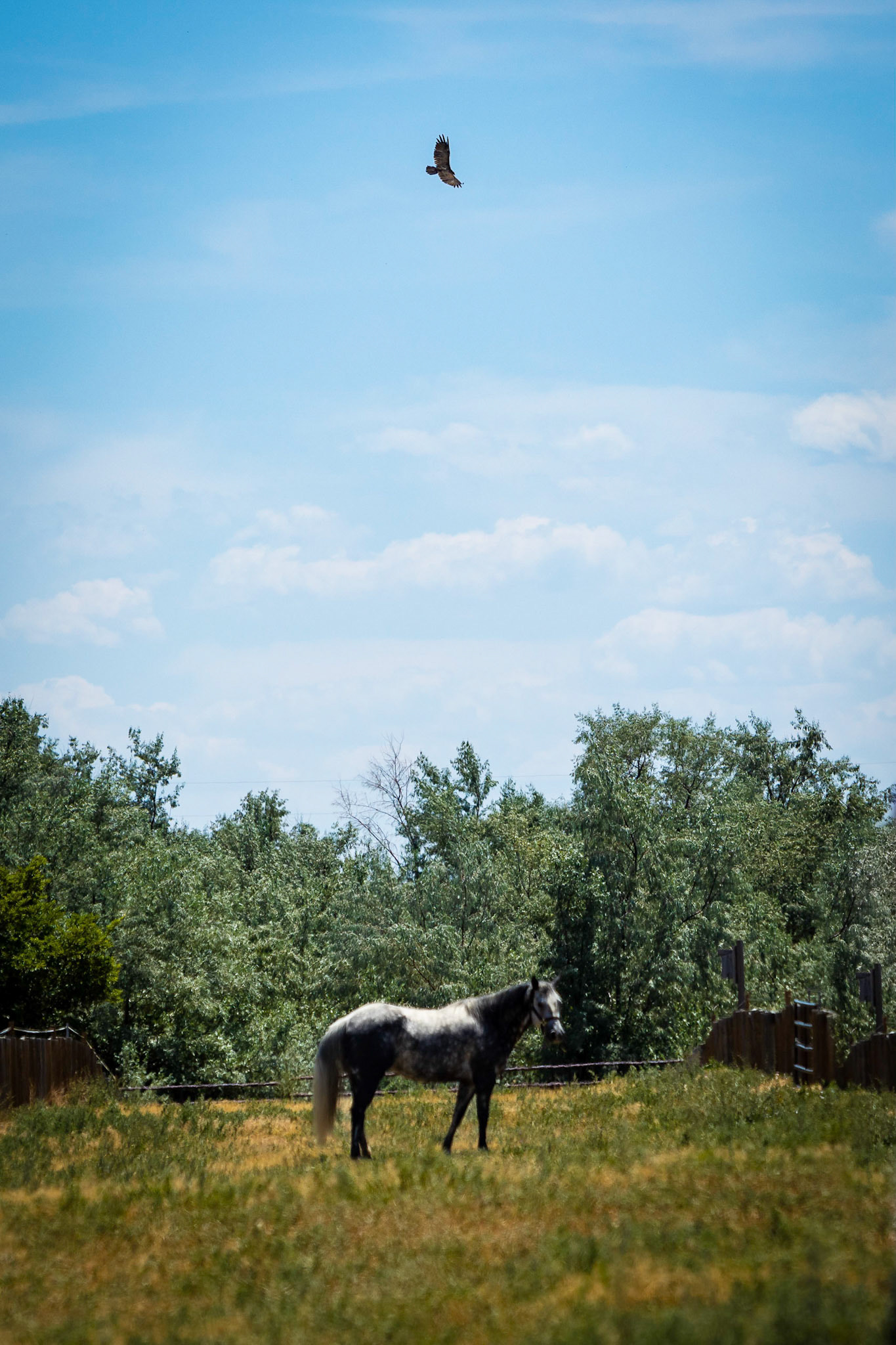 A visit to Colorado Horse Rescue near Longmont