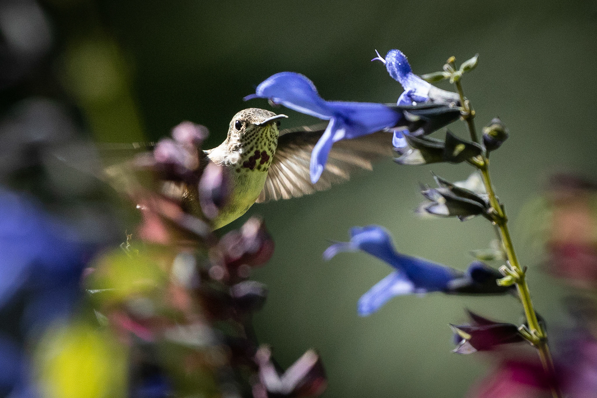 Hummingbird feeding on the front yard planters.