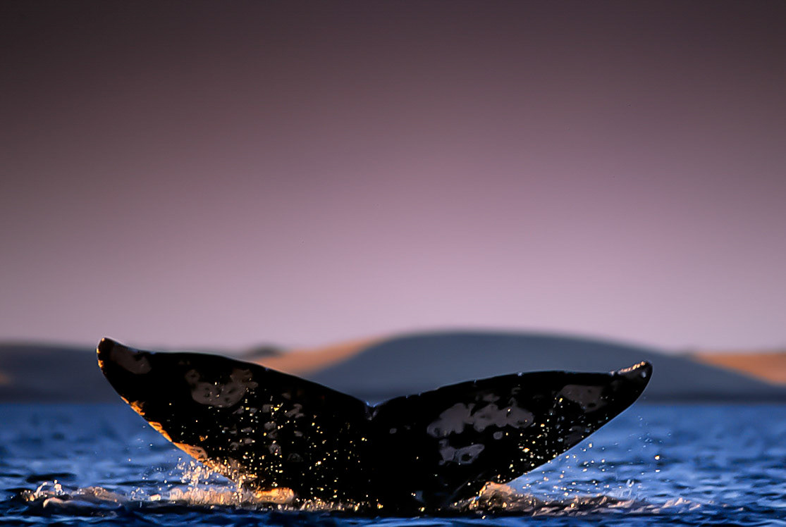 A gray whale dives in the waters off of the Baja California Peninsula, Mexico