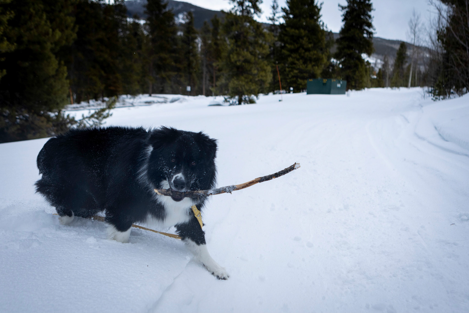 Going all in on a game of fetch