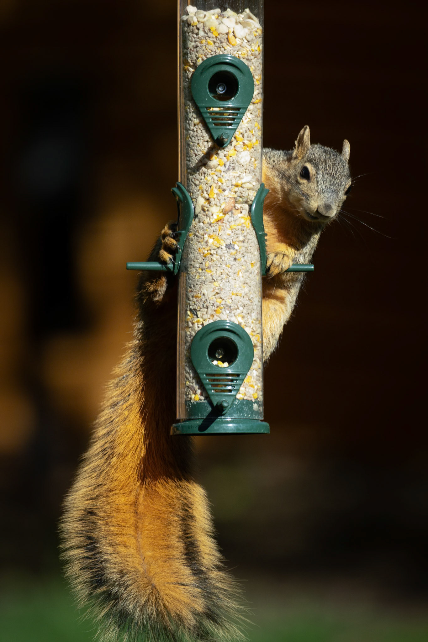 Who says birdfeeders are just for birds?