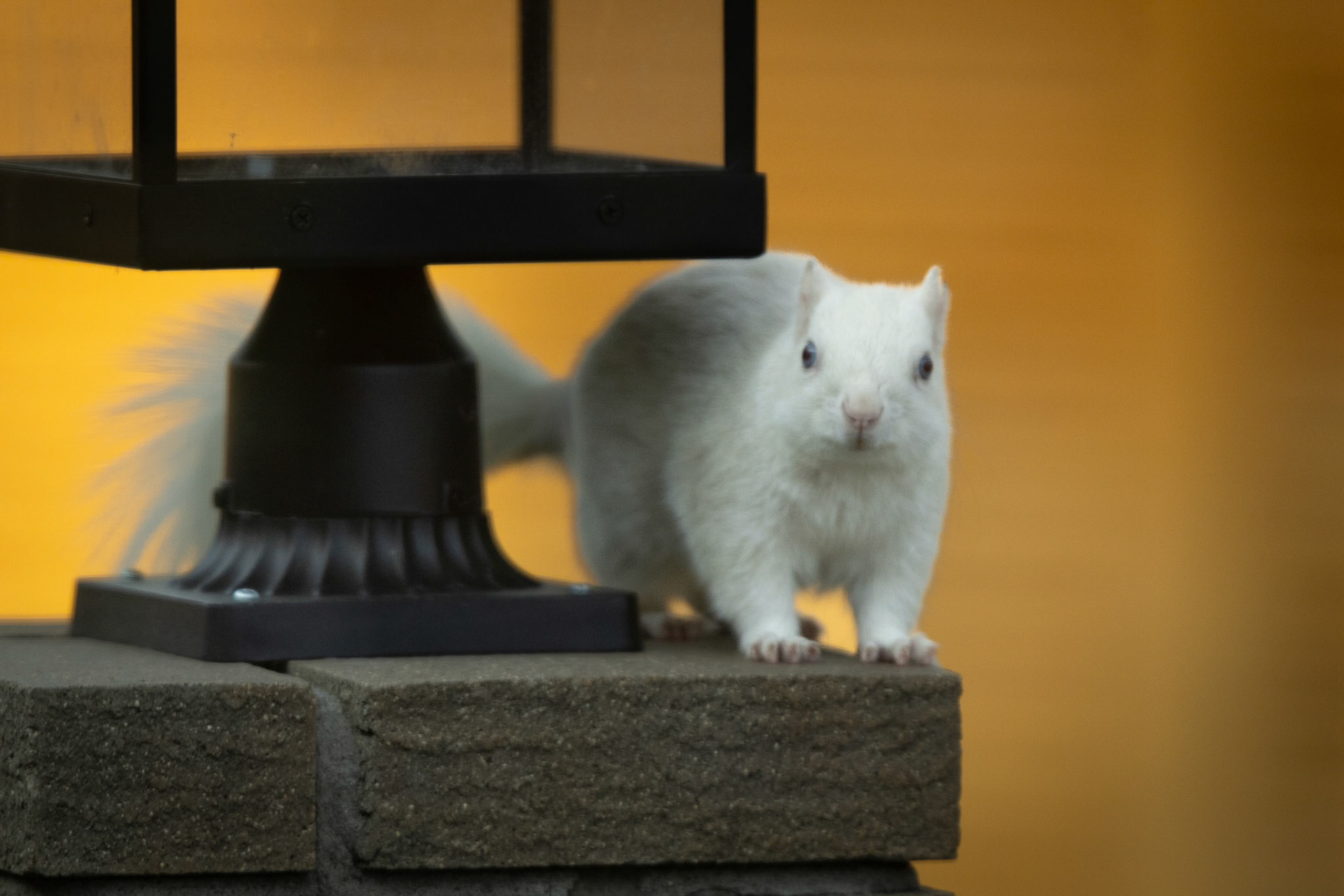 Steve Martin drops in to say hello to the new neighbors