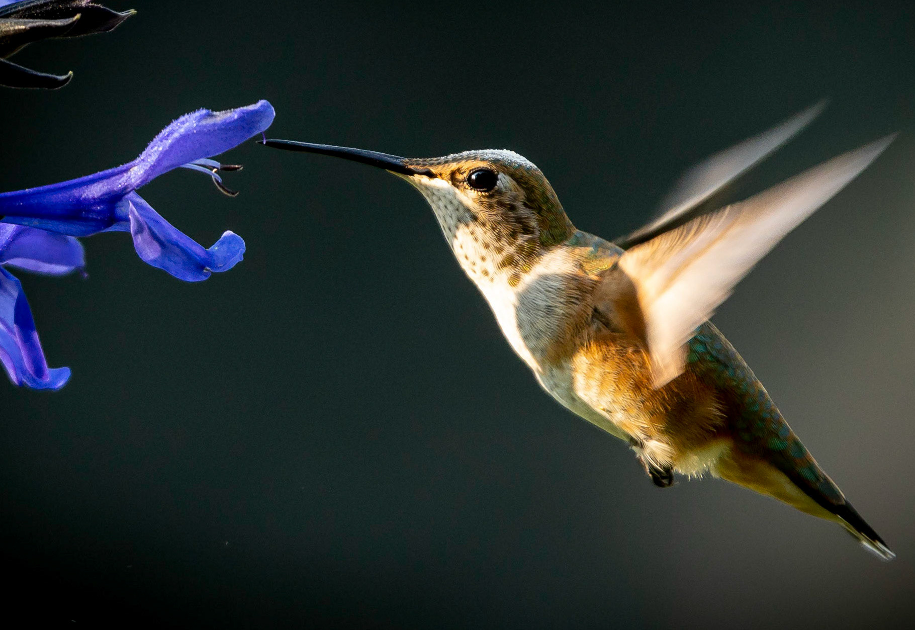Hummingbird feeding on the front yard planters.