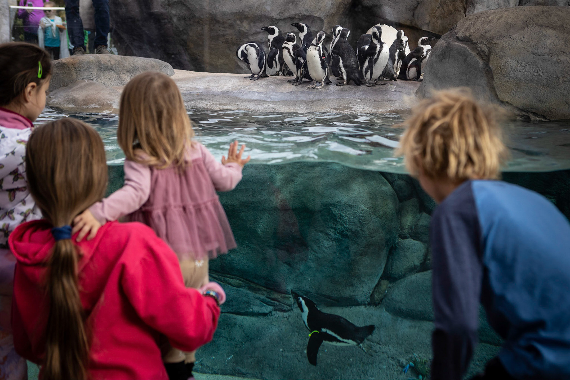 Watching the African penguins at the Denver Zoo.