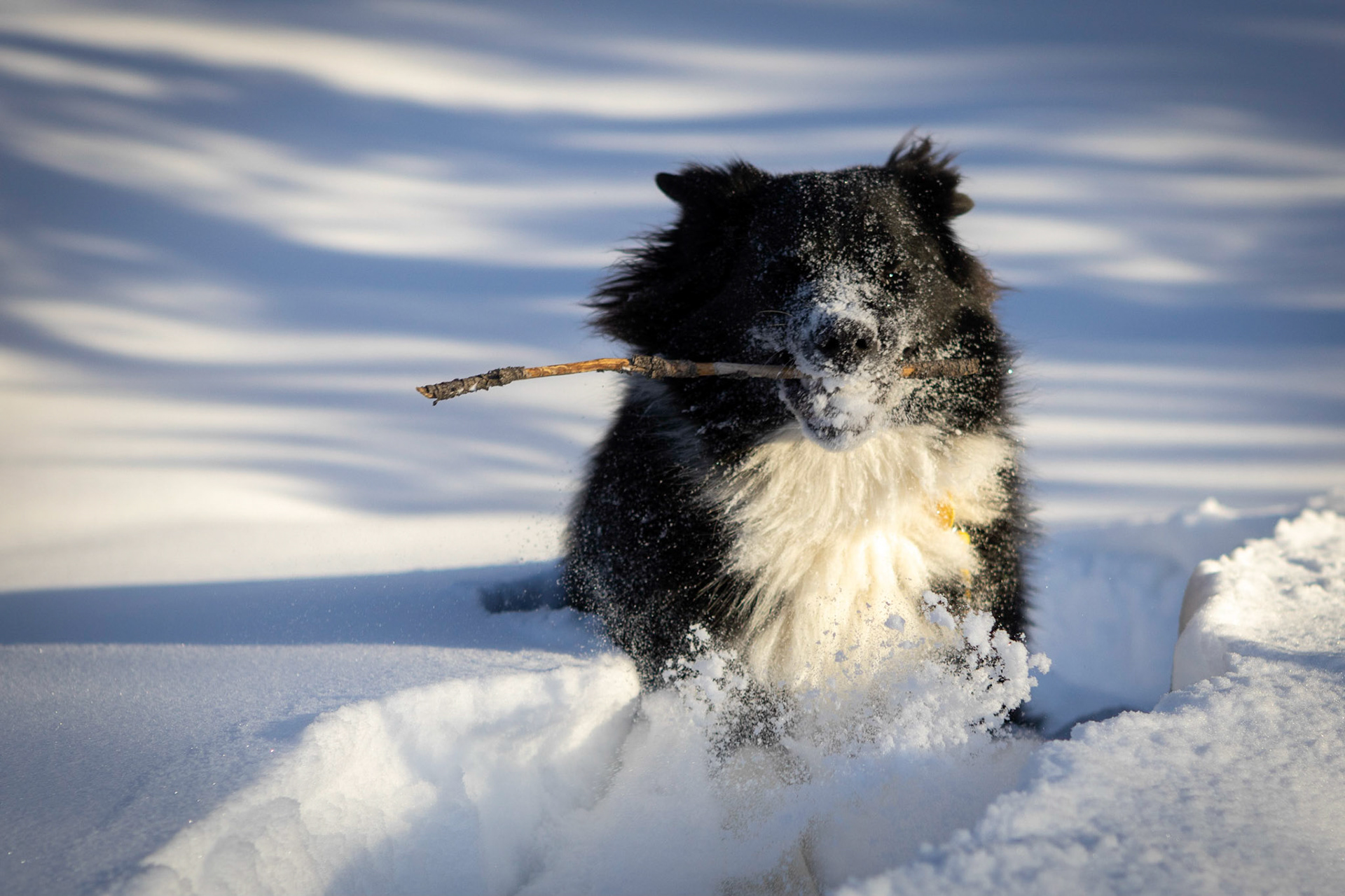 A romp in the mountain snow