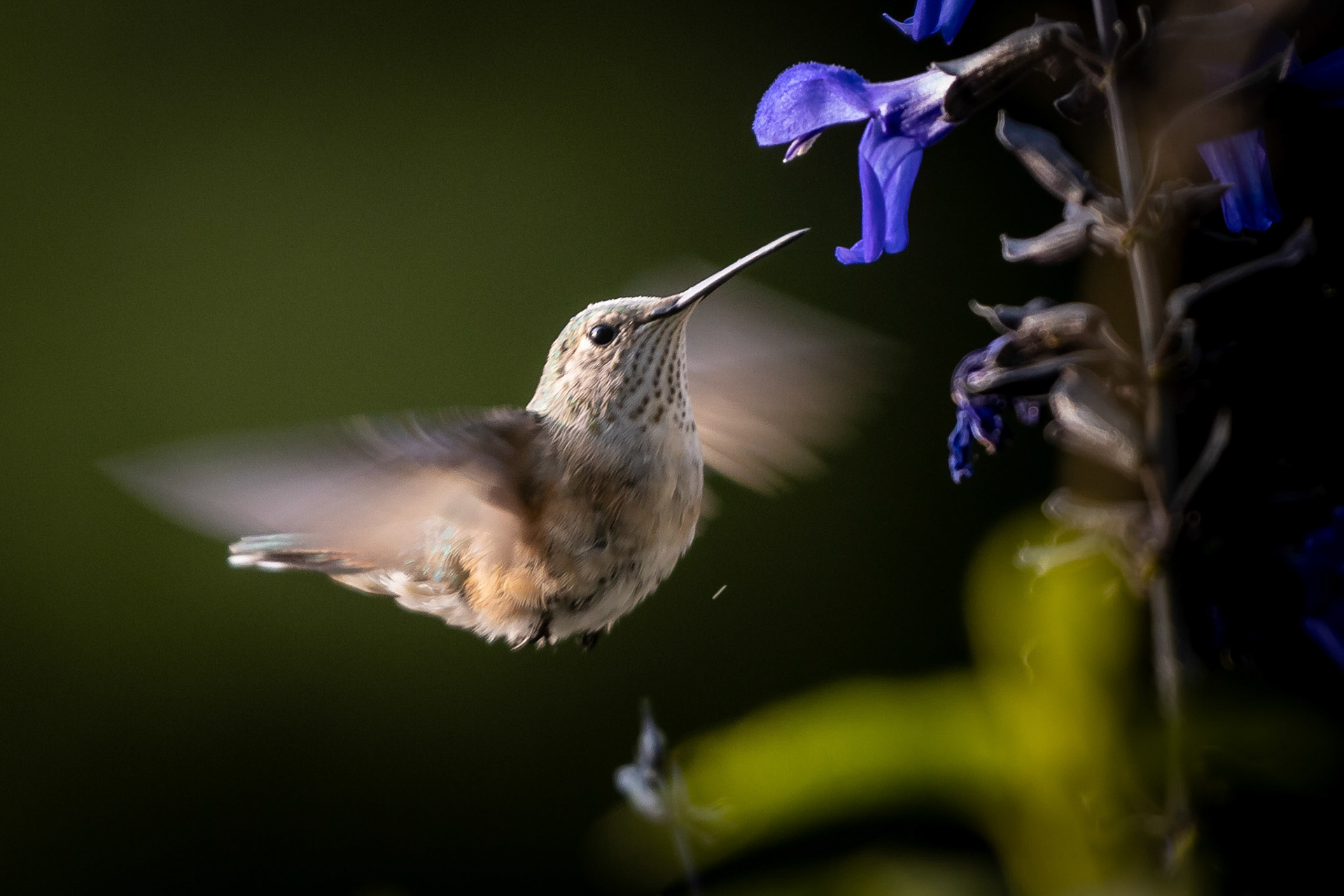Hummingbird feeding on the front yard planters.