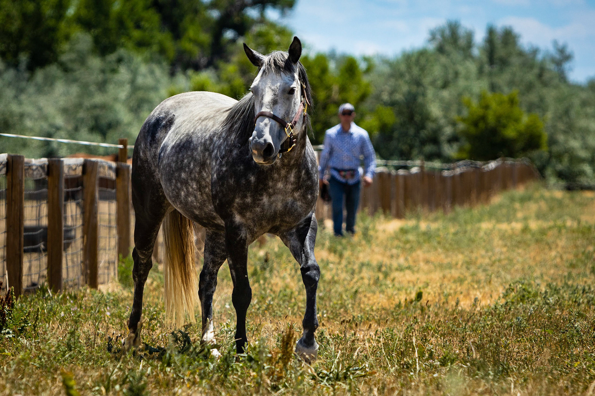 A visit to Colorado Horse Rescue near Longmont