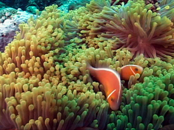 Clownfish and anemone, Palau, FSM