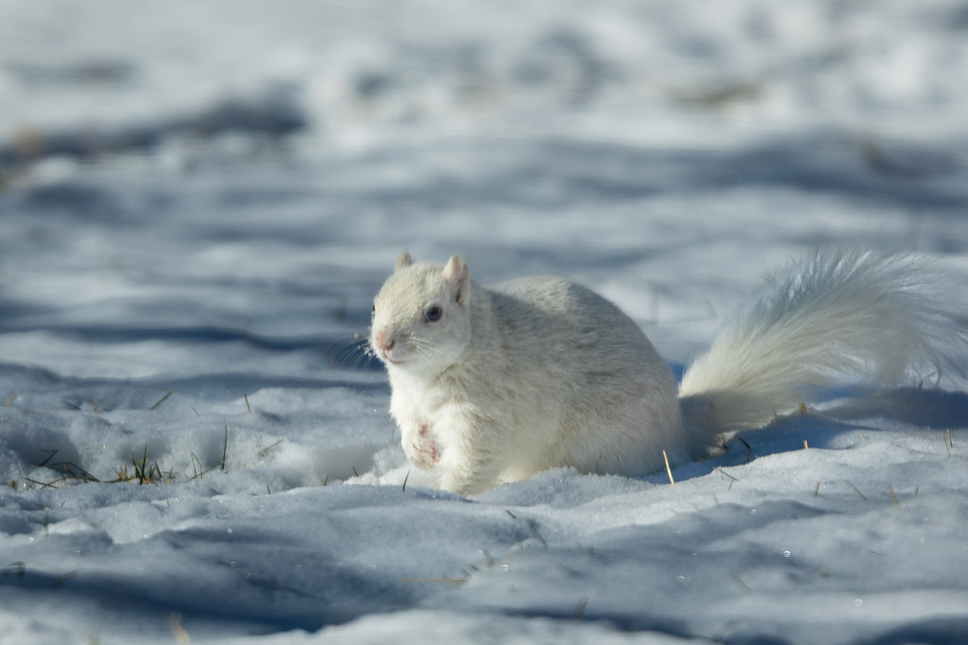 Hunting for a snack after a dusting of snow