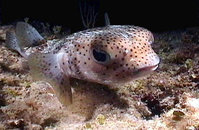 Pufferfish, Bonaire