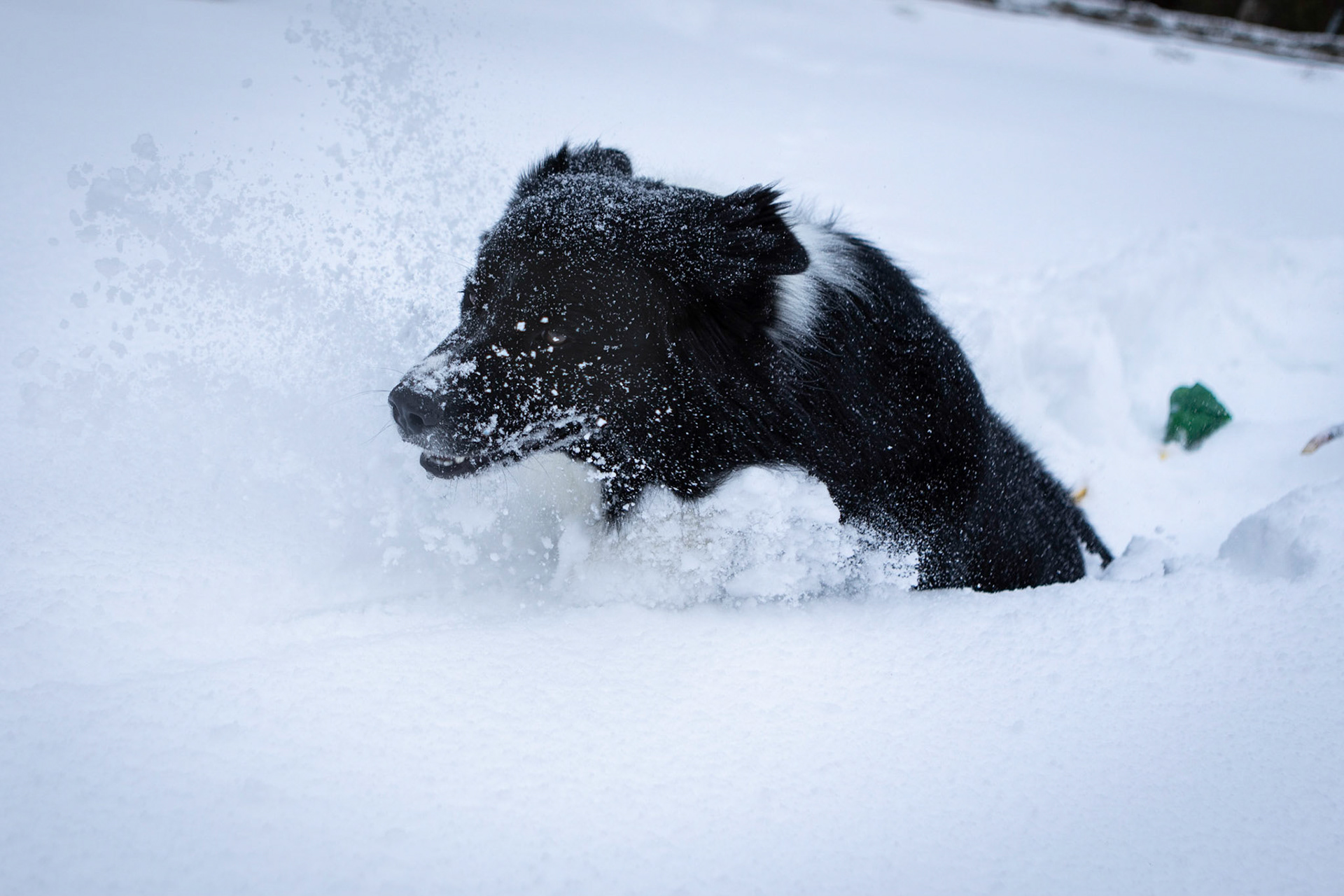 Going all in on a game of fetch