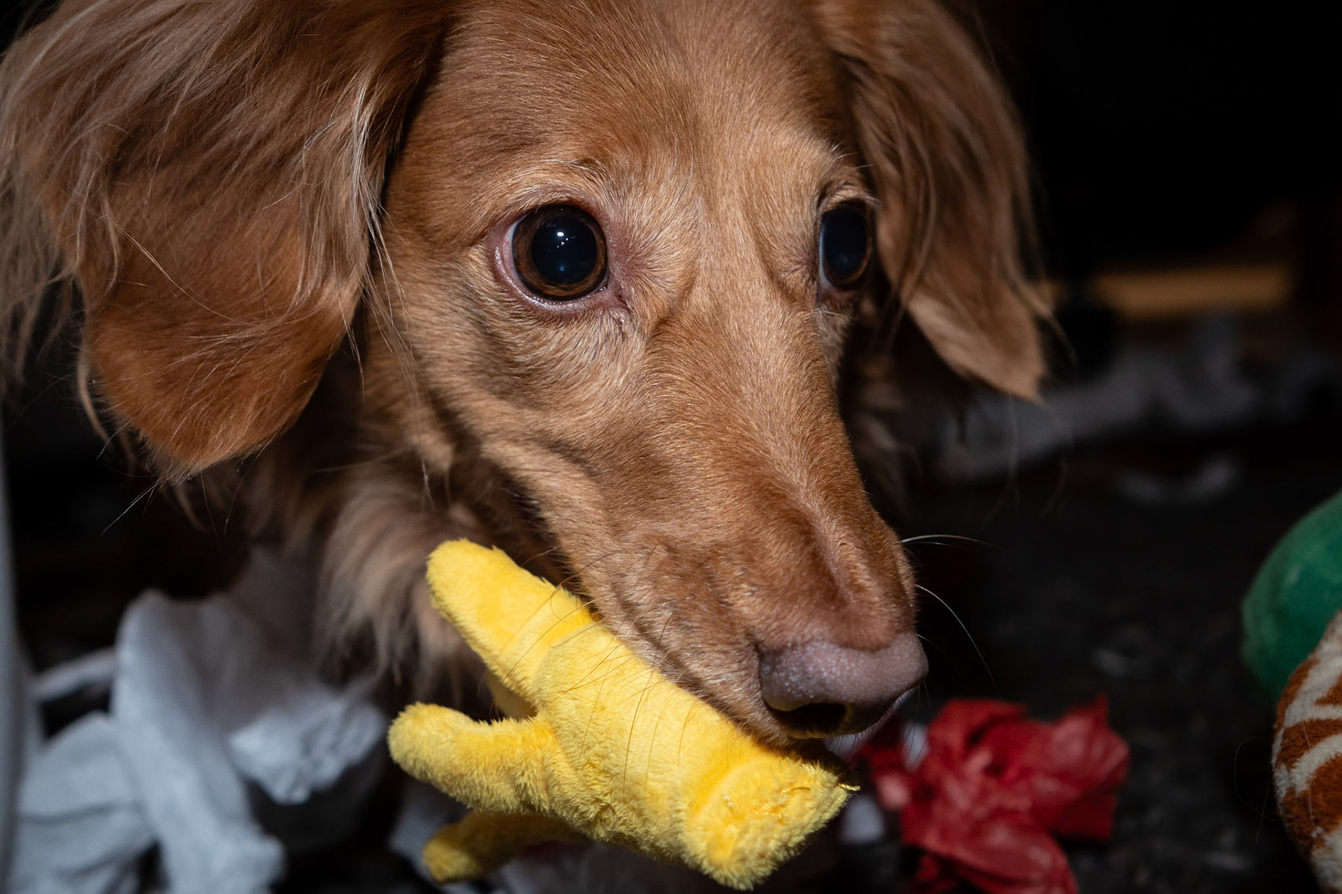 Opening Christmas presents