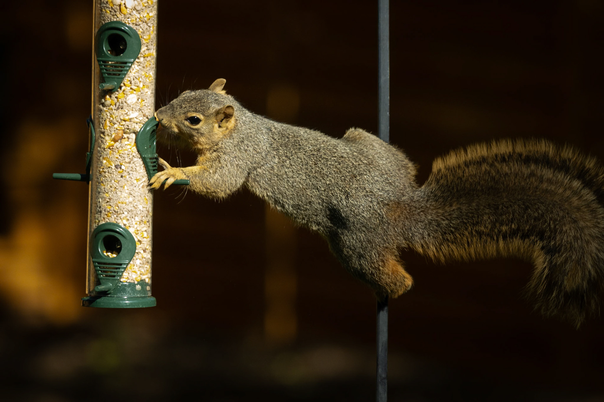 Who says birdfeeders are just for birds?