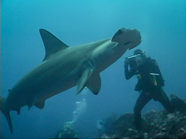 A Scalloped Hammerhead in the waters off of Cocos Island, Costa Rica