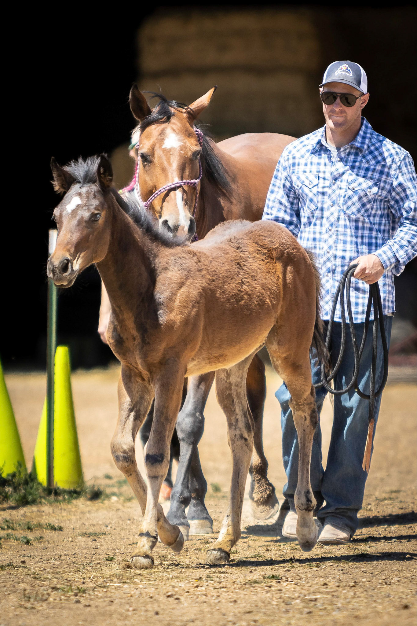 A visit to Colorado Horse Rescue near Longmont