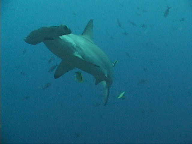 Scalloped Hammerhead in the waters off of Cocos Island, Costa Rica
