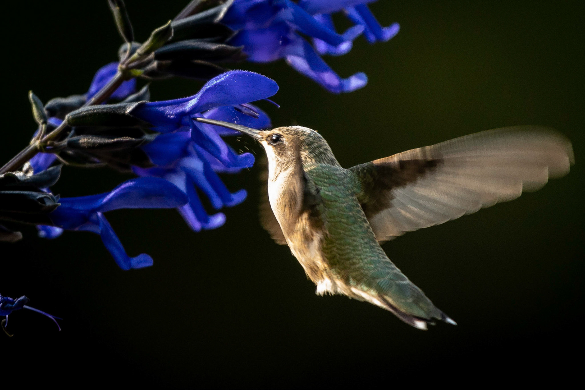 Hummingbird feeding on the front yard planters.