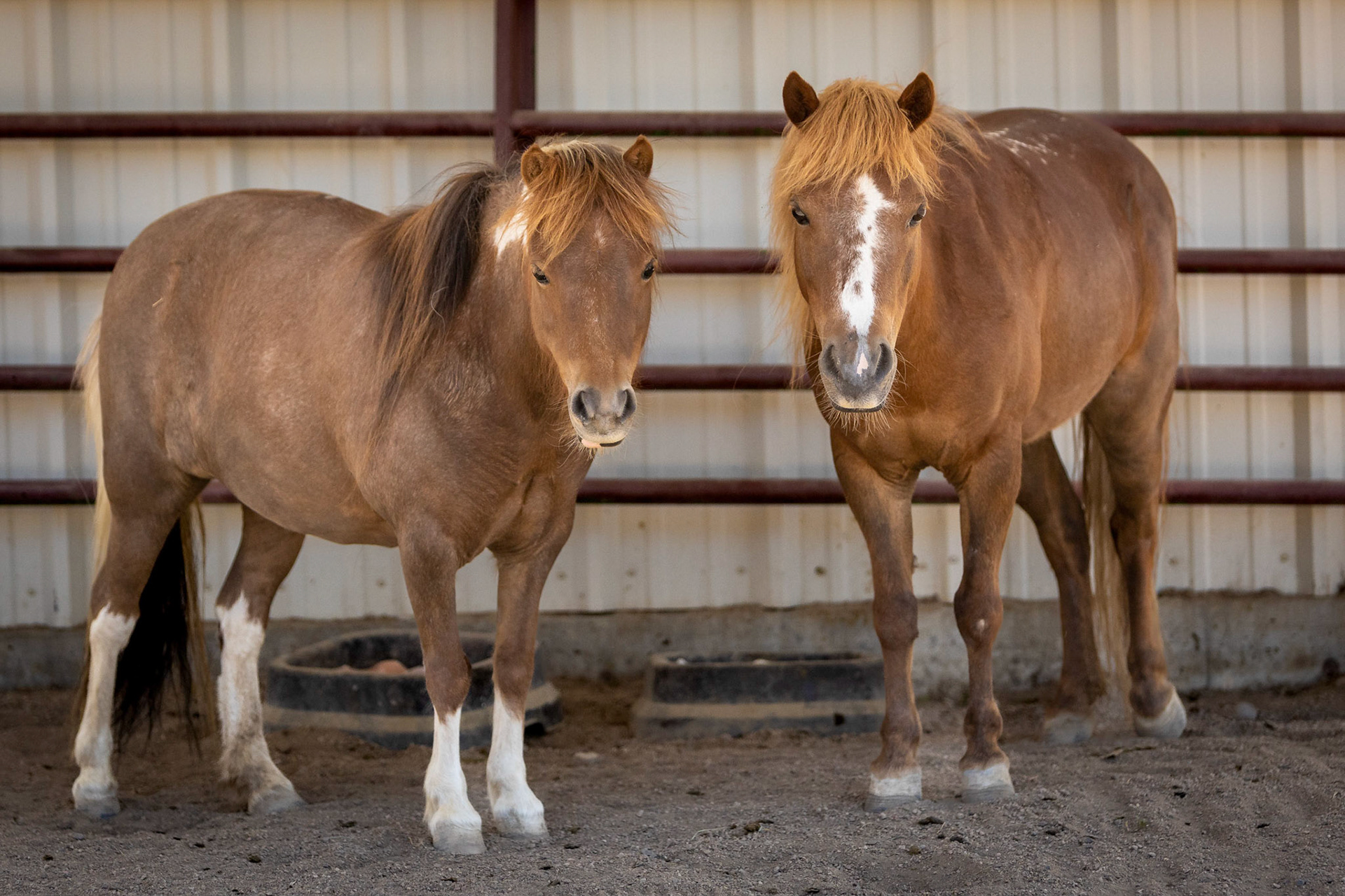 A visit to Colorado Horse Rescue near Longmont