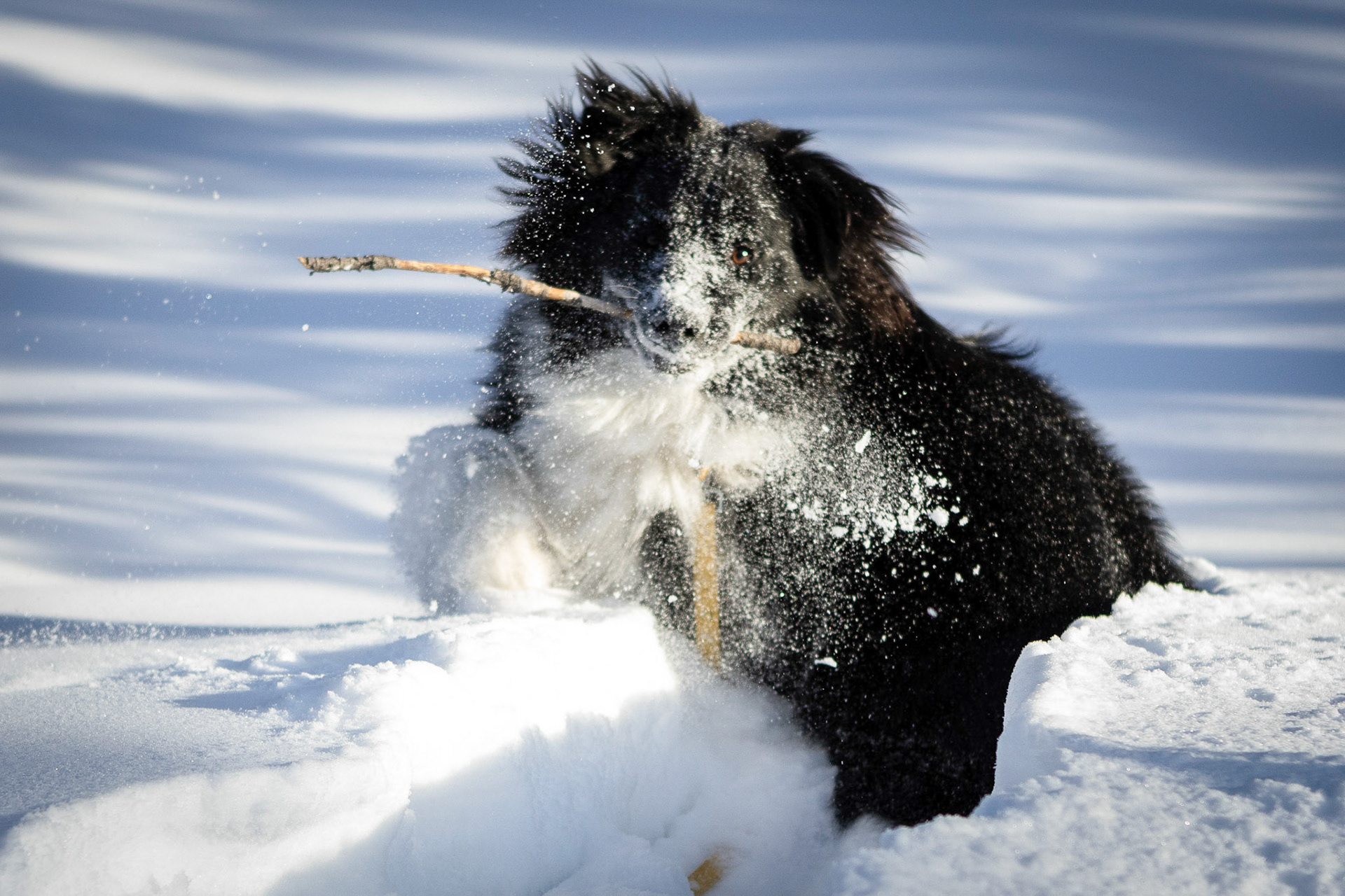A romp in the mountain snow