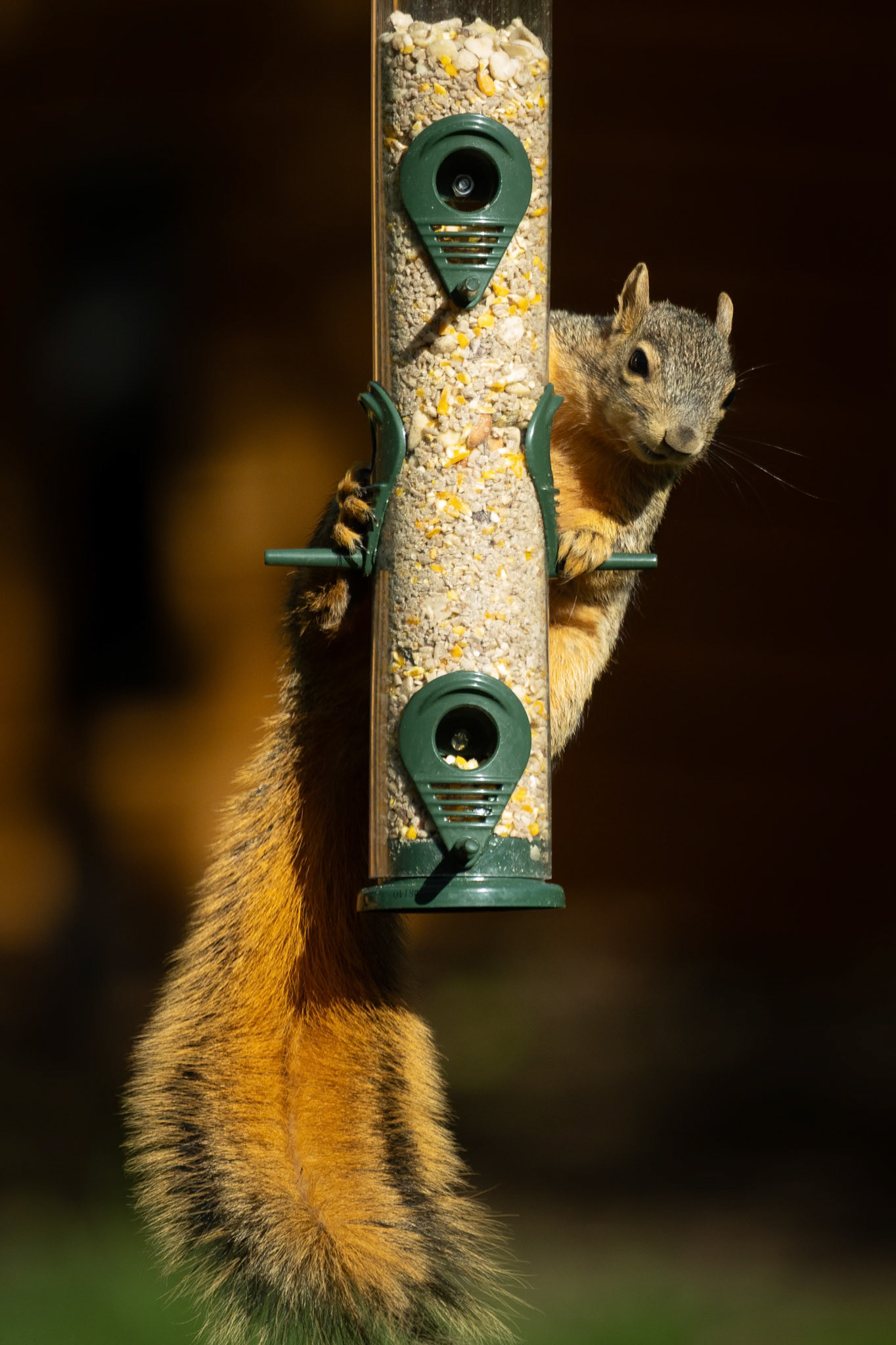 Who says birdfeeders are just for birds?