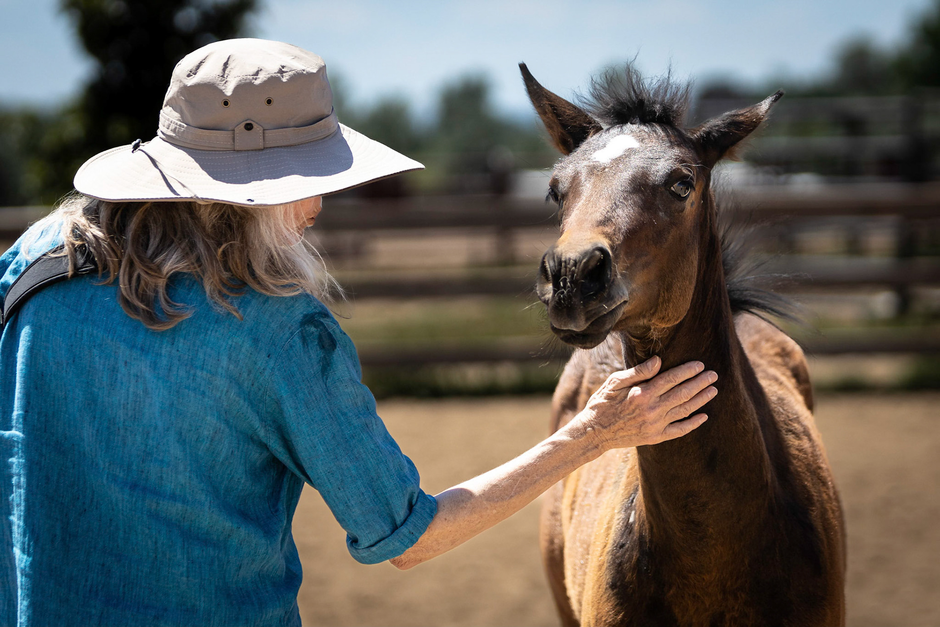 A visit to Colorado Horse Rescue near Longmont