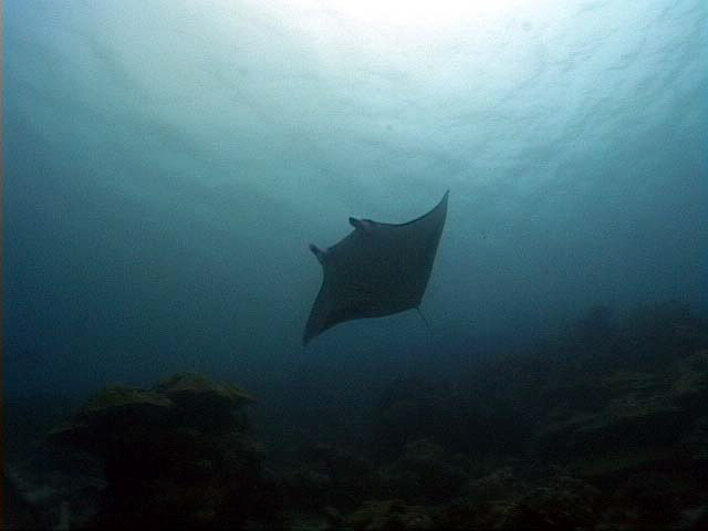 A giant manta off of Yap Island, FSM