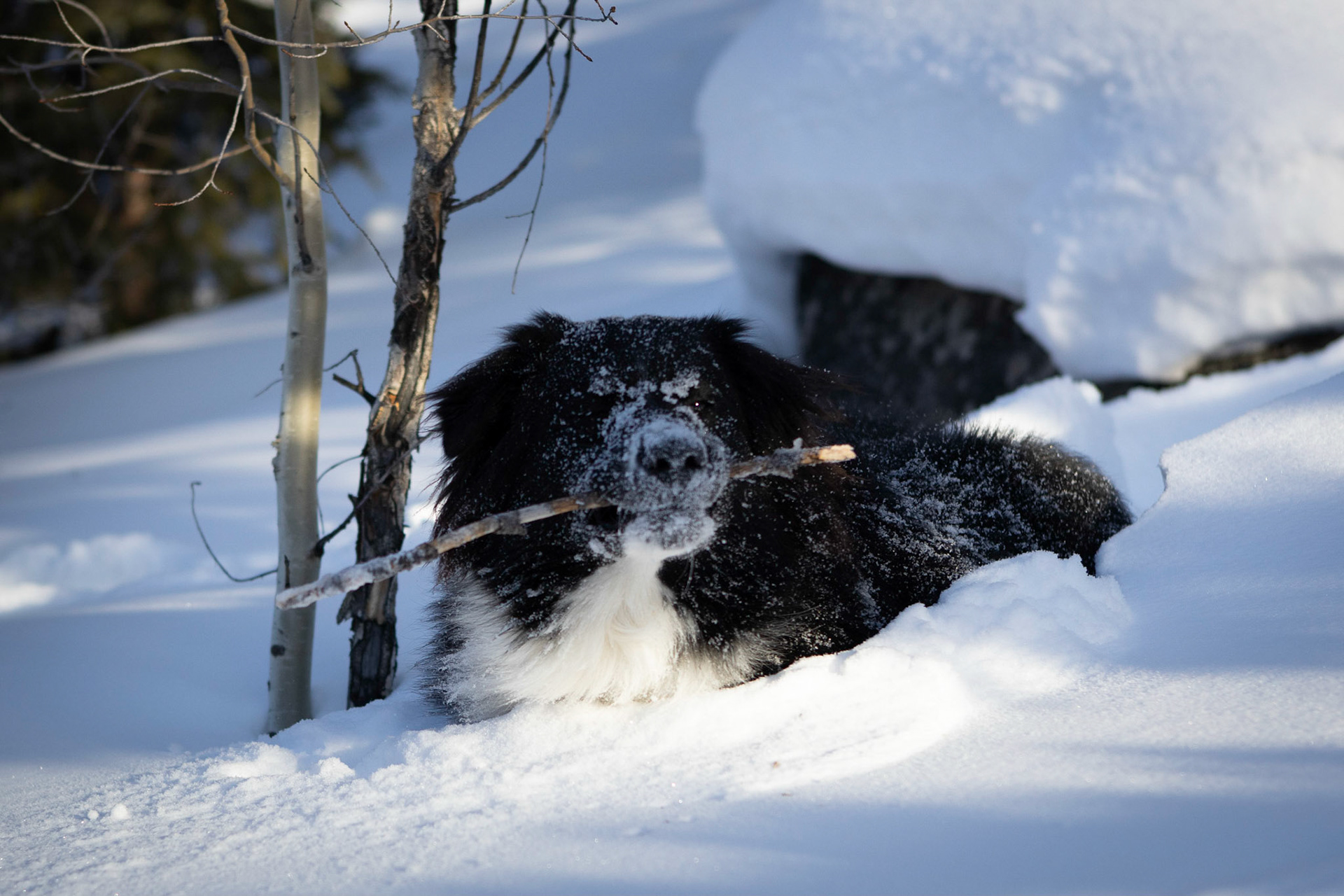 A romp in the mountain snow