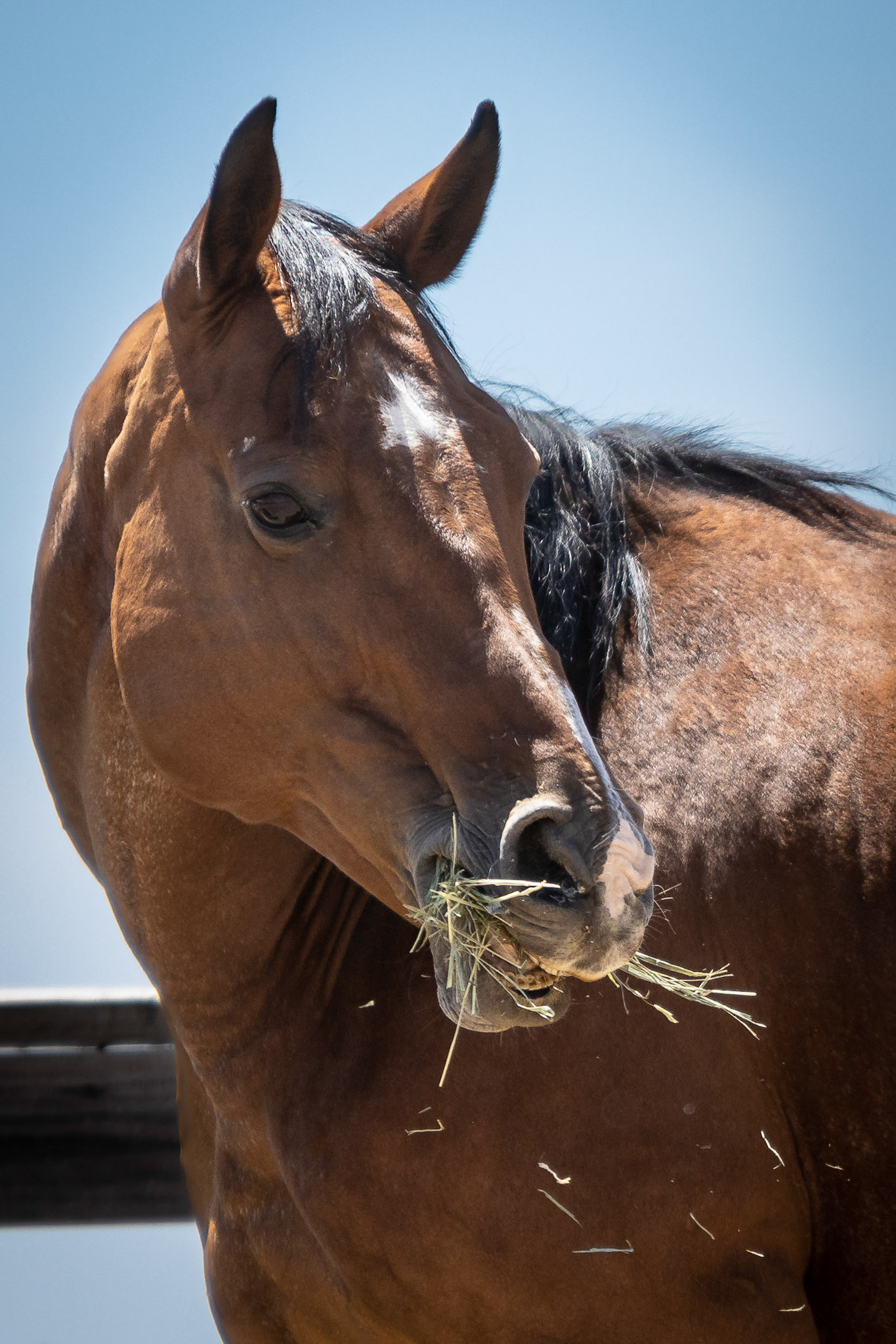 A visit to Colorado Horse Rescue near Longmont