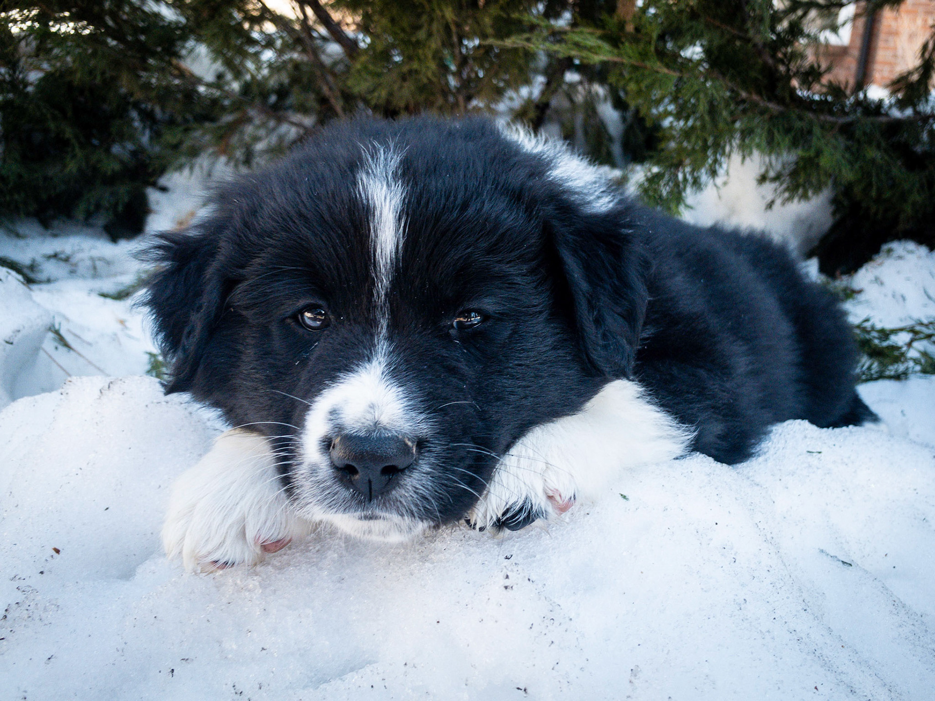 New puppy in the family!